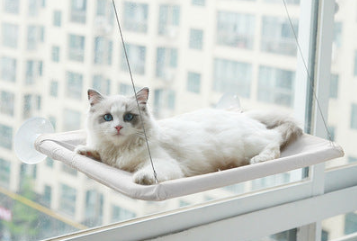 Cat Hanging Bed